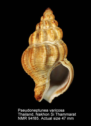 Pseudoneptunea varicosa.jpg - Pseudoneptunea varicosa (Röding,1798)